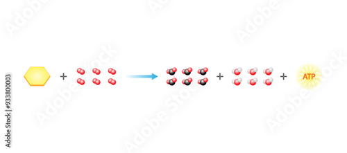 Cellular Respiration Equation. Metabolic reactions. Biology Education. Vector illustration.	