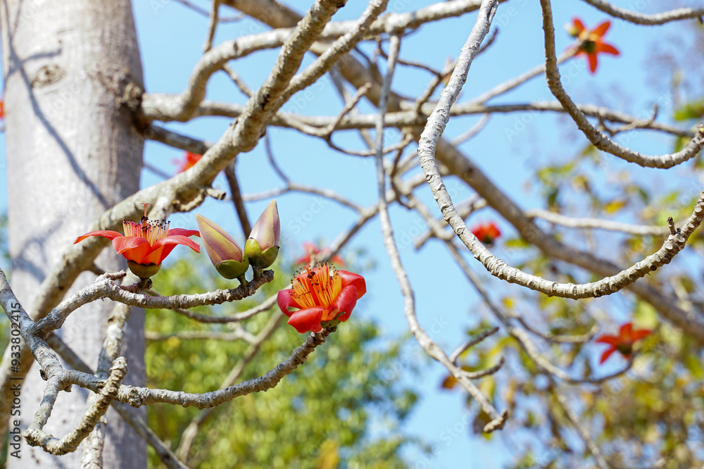 Red cotton tree is a perennial plant. Blossoms at the ends of the branches. The single flowers are large and clustered in red and orange. The base of the flower is a solid cup or calyx stuck together. Red cotton tree is a perennial plant. Blossoms at the ends of the branches. The single flowers are large and clustered in red and orange. The base of the flower is a solid cup or calyx stuck together.