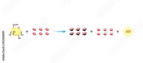 Cellular Respiration Equation. Metabolic reactions. Biology Education. Vector illustration. photo