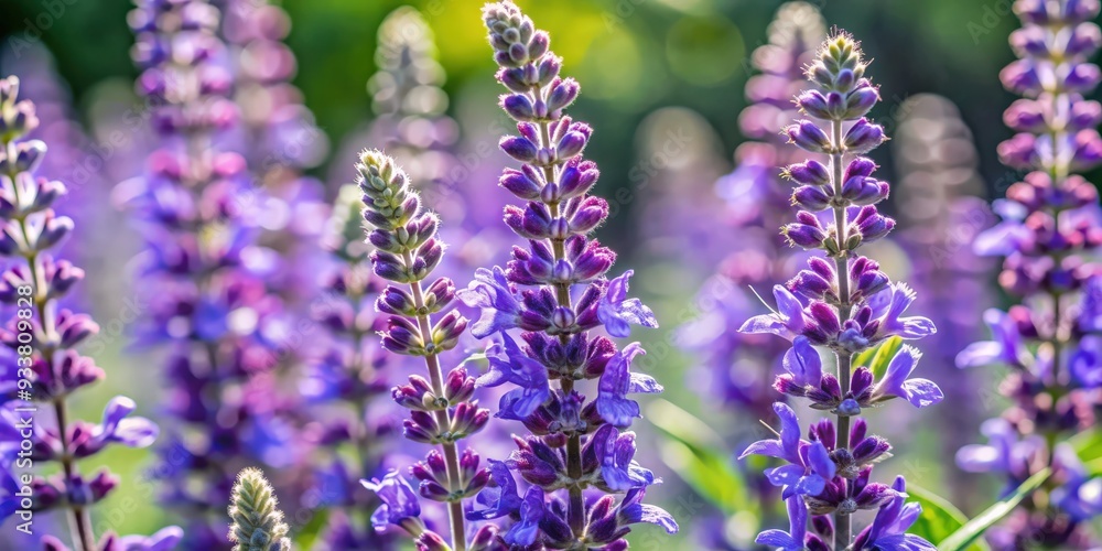 Fototapeta premium Close up of Salvia mellifera, a drought-tolerant evergreen shrub native to California , Black Sage, flora