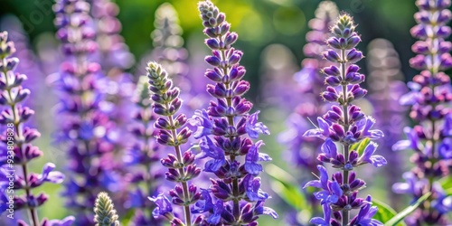 Close up of Salvia mellifera, a drought-tolerant evergreen shrub native to California , Black Sage, flora photo