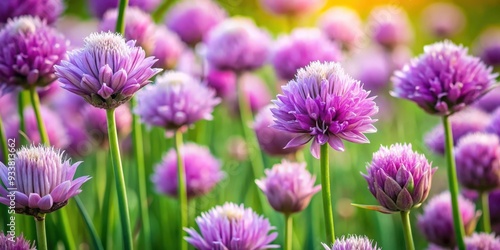 Close-up of vibrant chive flowers in full bloom, chive, flowers, blooming, purple, green, herb, plant, garden, nature, close-up