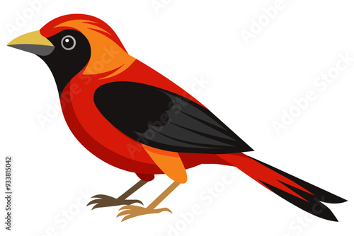  Brazilian tanager vector art illustration photo