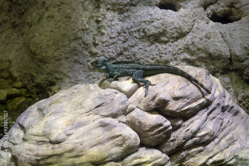 iguana