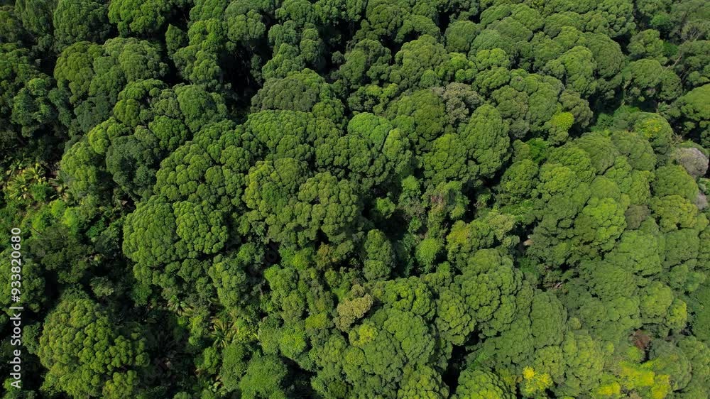 Aerial view of a lush forest in Giam Kanching, Rawang, Selangor, featuring dense trees. Aerial view of a lush forest in Giam Kanching, Rawang, Selangor, featuring dense trees.