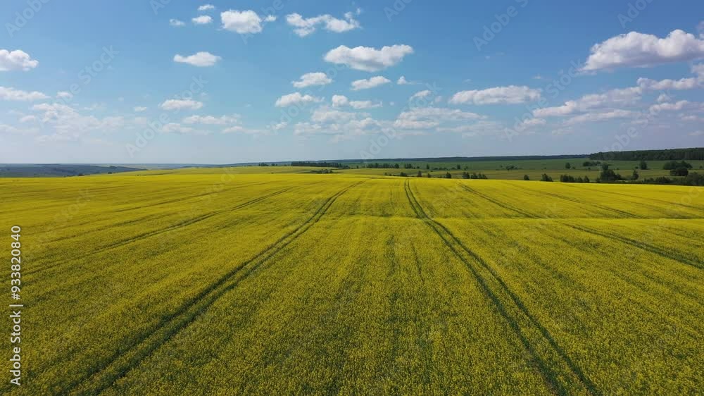 Drone flies above yellow blooming rapeseed fields surrounded by forests Drone flies above yellow blooming rapeseed fields surrounded by forests