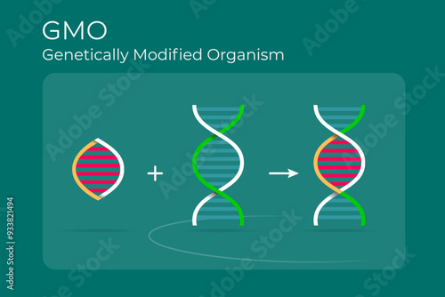 Illustration of the gene modification process through GMO (Genetically Modified Organism) by adding new genes
