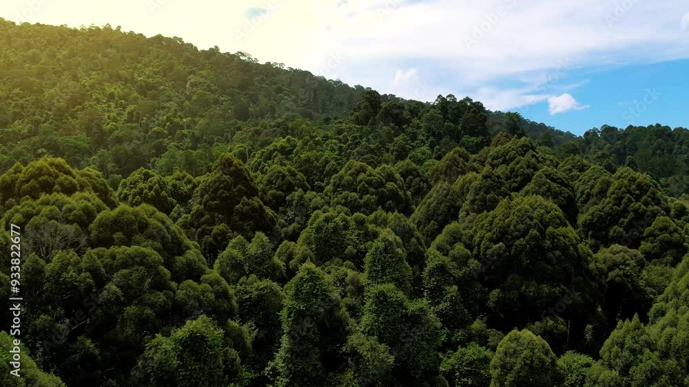 Aerial view of a lush forest in Giam Kanching, Rawang, Selangor, featuring dense trees. Aerial view of a lush forest in Giam Kanching, Rawang, Selangor, featuring dense trees.