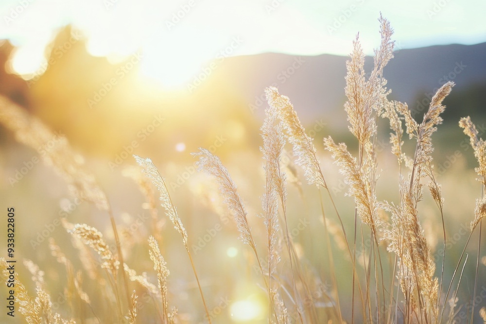 Sunlit Meadow Sunlit Meadow