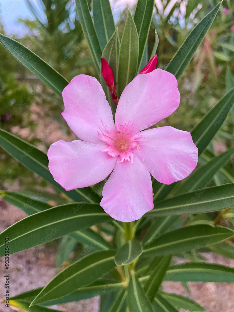 Bright pink oleander flower close up. Nerium oleander or Japanese flower or buttercup flower, blooming, beautiful, fresh in the garden on a sunny day in Greece. Pink flowers and green leaves. Bright pink oleander flower close up. Nerium oleander or Japanese flower or buttercup flower, blooming, beautiful, fresh in the garden on a sunny day in Greece. Pink flowers and green leaves.