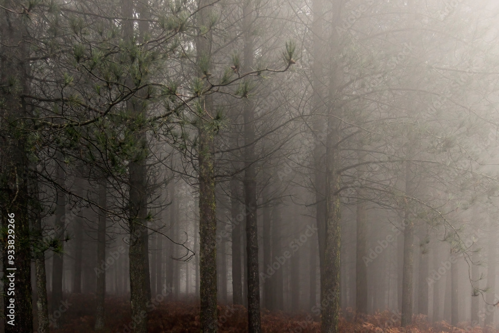Obraz premium Magic foggy forest