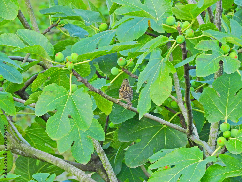 sparrow passeridae bird photo on tree branch sparrow passeridae bird photo on tree branch