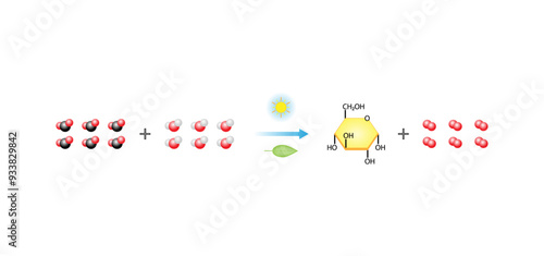 Photosynthesis process, photosynthesis equation formula, Biology Education. Calvin cycle. Vector illustration.