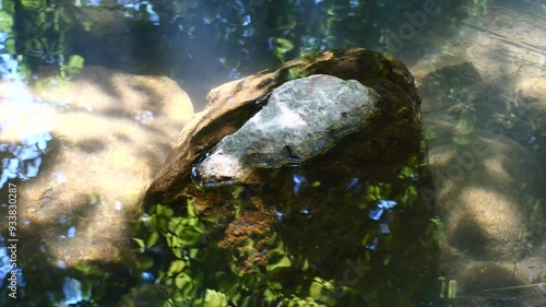 Stone in the water close-up, sun glare on the water, bright, nature, water, pond, park, summer
