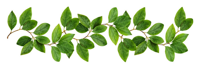 Twigs with green leaves (Cotoneaster lucidus) in a line arrangement isolated on white or transparent background
