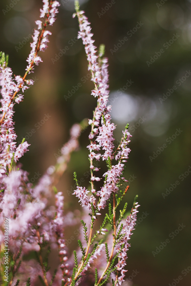 Bushes of heather plant. Heather in the forest. Bushes of heather plant. Heather in the forest.