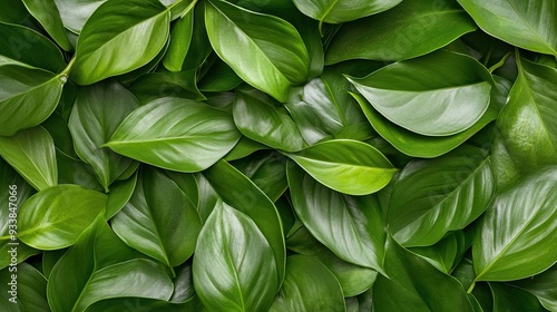 Close-up of lush green leaves overlapping to form a natural, vibrant green background