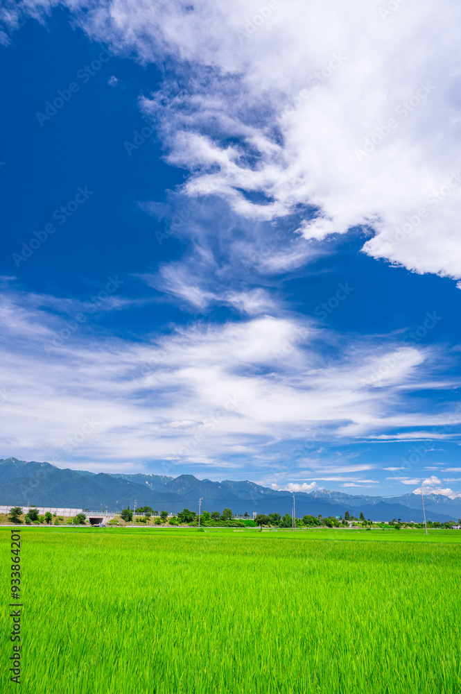 Fototapeta premium 夏の安曇野 爽やかな田園風景