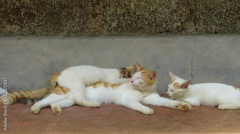 A kitten peacefully sleeping lying on top of another cat. Kitten snuggles close, resting comfortably on the larger cat. Bond and affection between two cats. A kitten peacefully sleeping lying on top of another cat. Kitten snuggles close, resting comfortably on the larger cat. Bond and affection between two cats.