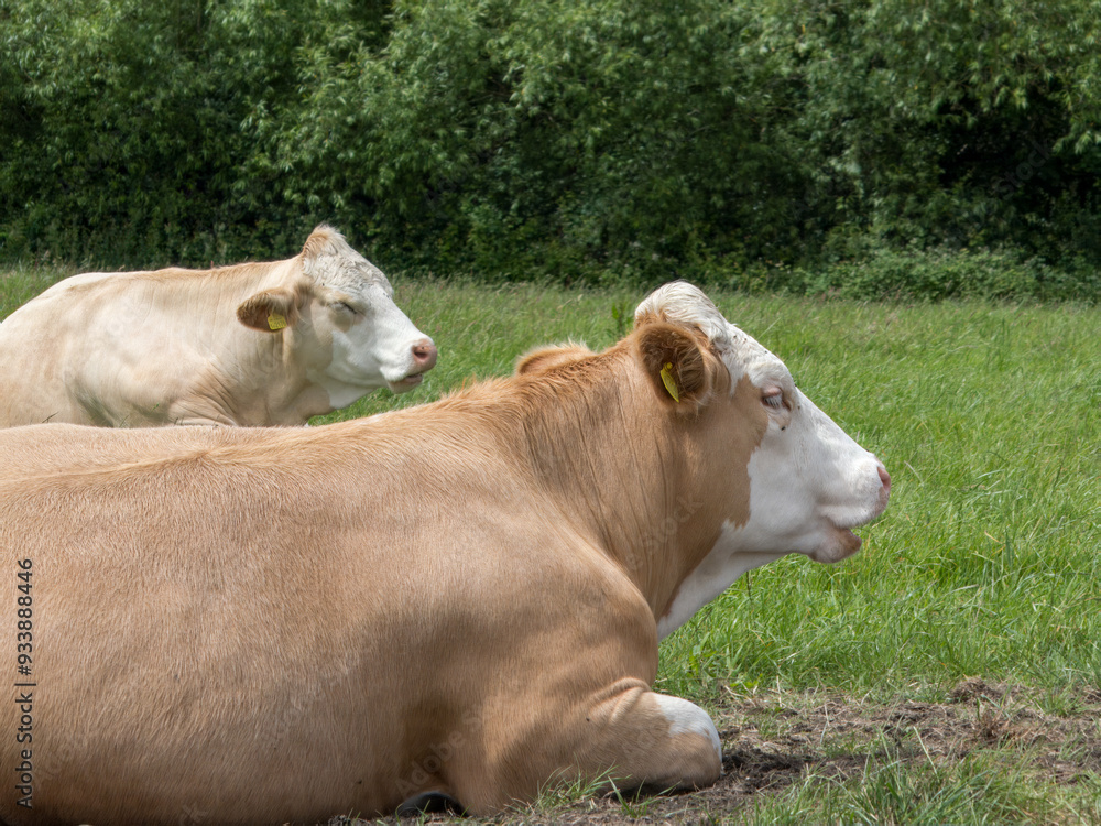 pretty brown and white cows resting in the grass pretty brown and white cows resting in the grass