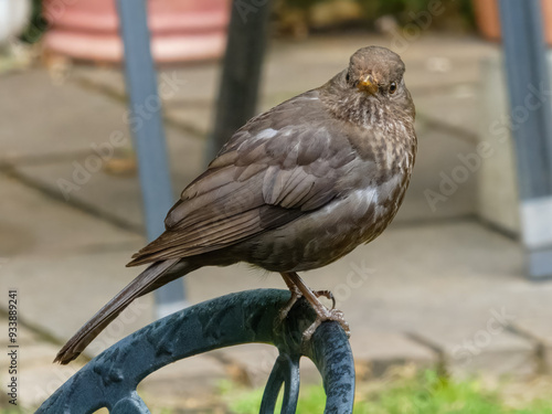 female Blackbird Turdus merula perched on garden chair photo