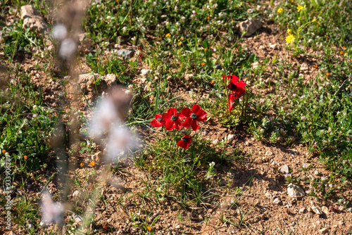 Rich red Anemone in jordan during spring time photo