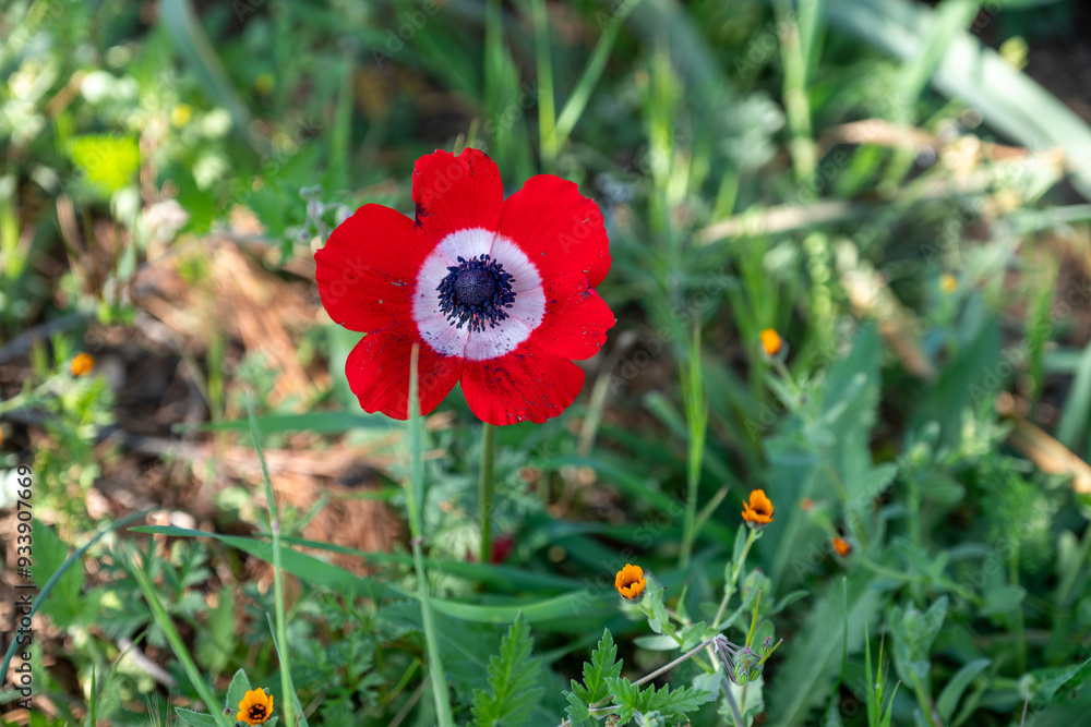 Rich red Anemone in jordan during spring time Rich red Anemone in jordan during spring time