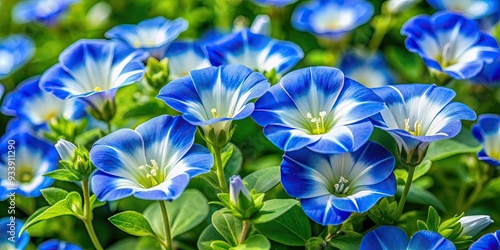 Delicate, trumpet-shaped Evolvulus alsinoides flowers bloom in shades of blue and white, adding a touch of serenity to a lush, verdant garden landscape. photo