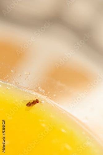 Drosophila melanogaster in a glass of orange juice. Suitable image for biology, genetics, and food topics. photo