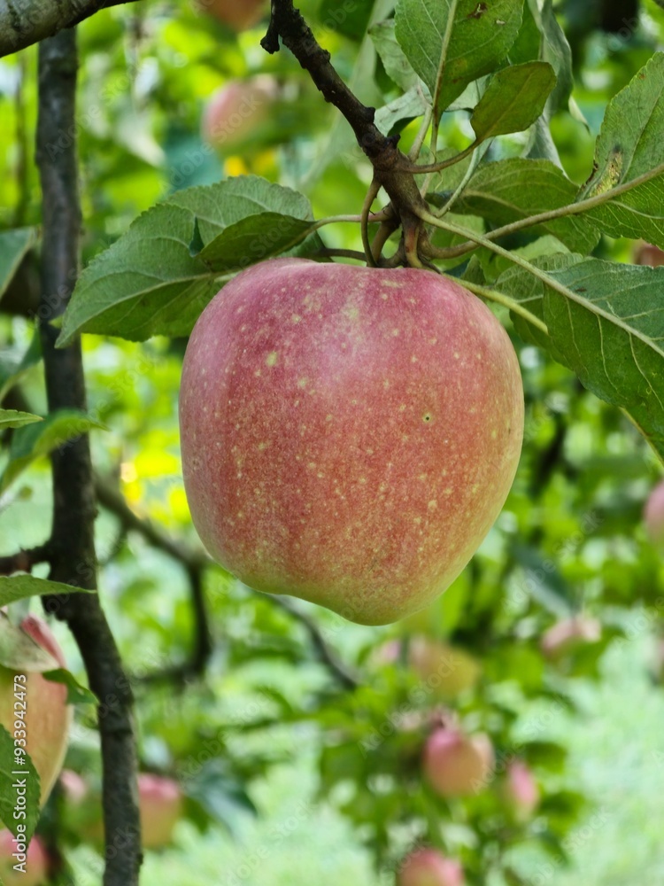 apples on a tree apples on a tree