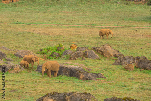 Elefantes en el Parque de la Naturaleza de Cabárceno photo