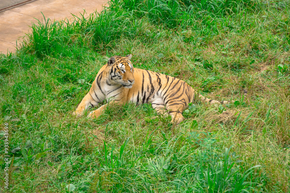 Obraz premium Tigre en el parque de la naturaleza de Cabárceno