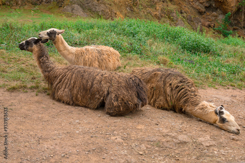 llamas en el parque natural de Cabarceno