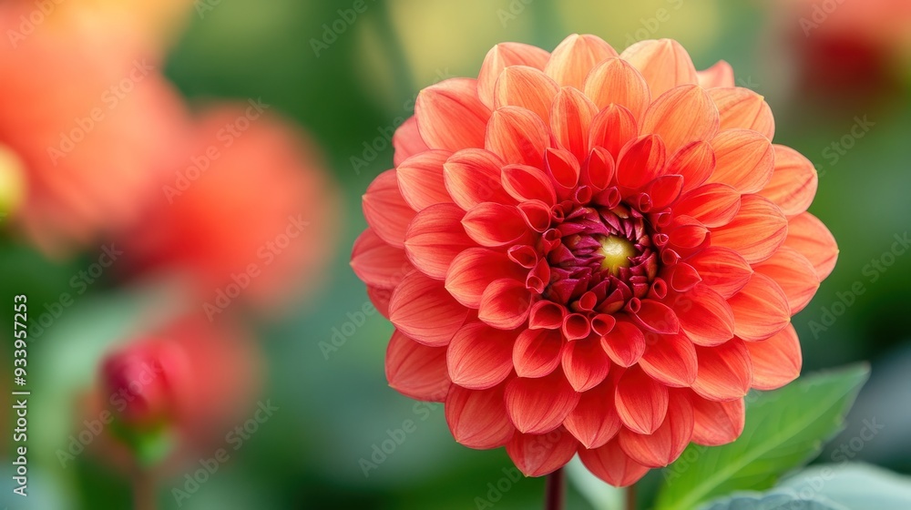 Close-up of a Beautiful Orange Dahlia Close-up of a Beautiful Orange Dahlia