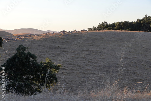 Sheep grazing in the East Bay hills at Pleasanton, California photo