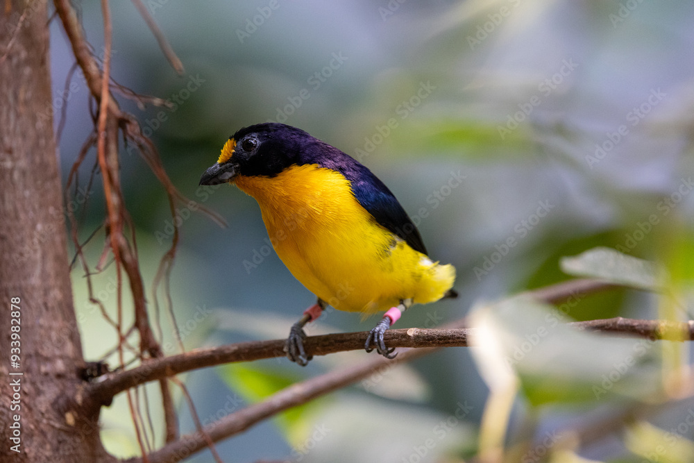 Close up view of a violaceous euphonia Close up view of a violaceous euphonia