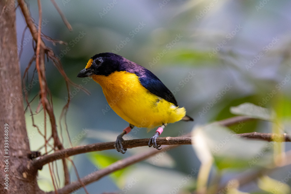 Close up view of a violaceous euphonia Close up view of a violaceous euphonia