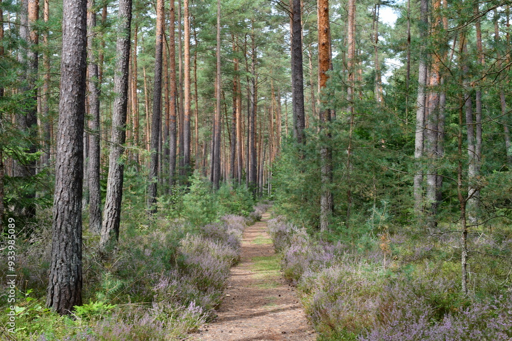 Ein schöner Waldweg in Franken