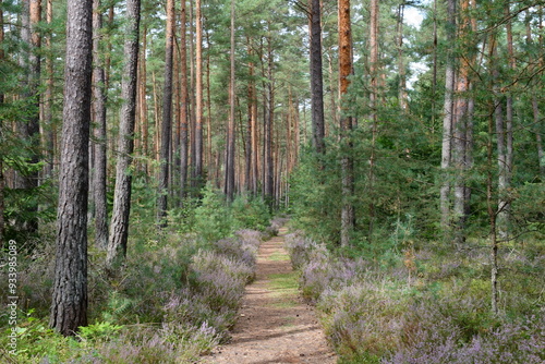 Ein schöner Waldweg in Franken 