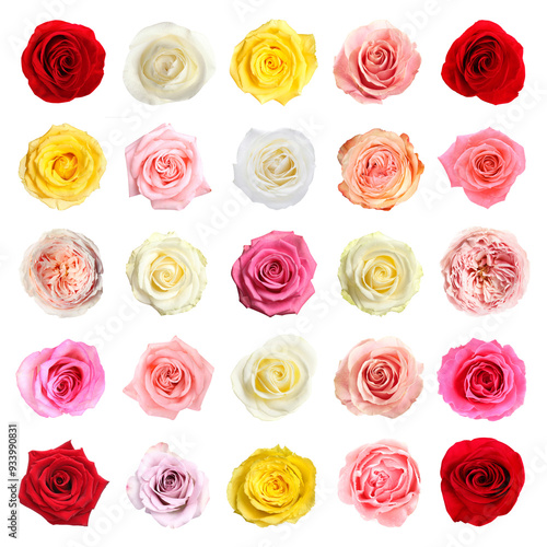 Many beautiful roses isolated on white, set