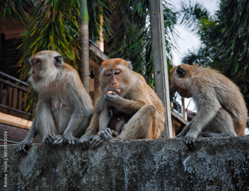 Naklejka premium Three Thai macaques on a wall