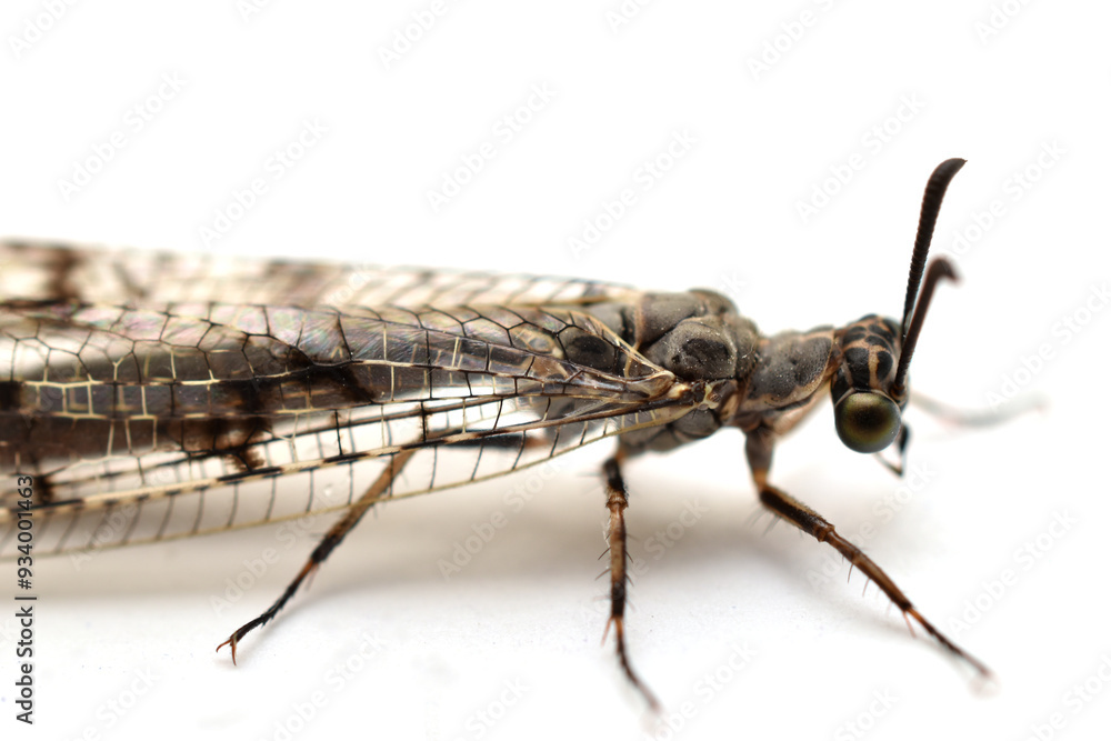 Antlion insect with folded wings sits on white background, side view. Close-up Antlion insect with folded wings sits on white background, side view. Close-up