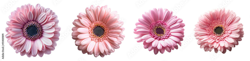 Pink gerbera daisies blooming in full close-up floral beauty transparent background Pink gerbera daisies blooming in full close-up floral beauty transparent background