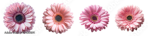 Pink gerbera daisies blooming in full close-up floral beauty transparent background