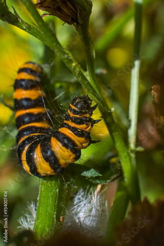 Cinnabar Moth caterpillar  munching away on yellow-flowered Ragwort. Their bold black-and-gold stripes make them easy to identify. hungry hairy caterpillar. photo