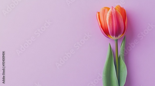 Single Tulip on a Purple Background