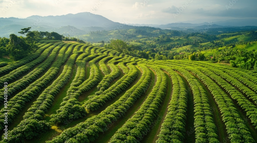 Obraz premium Aerial view of a lush coffee plantation, with rows of green coffee plants neatly aligned on rolling hills.