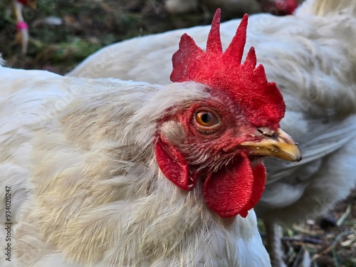 white chickens, including a rooster, on grassy ground. The birds have red combs and are set against a backdrop of green plants. photo