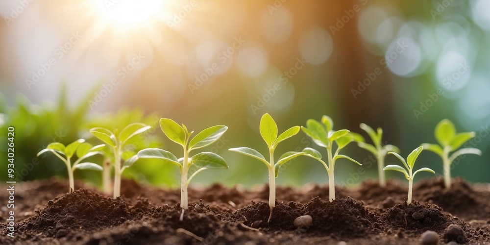 Sunlight Nurturing New Growth Sunlight Nurturing New Growth