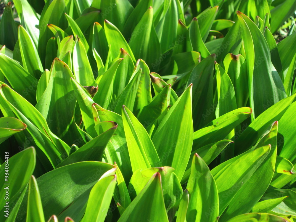 In a sunlit garden, numerous vibrant green leaves rise majestically, displaying their healthy sheen and unique shapes, symbolizing the vitality of nature during spring In a sunlit garden, numerous vibrant green leaves rise majestically, displaying their healthy sheen and unique shapes, symbolizing the vitality of nature during spring